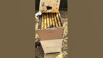 How Often to Inspect Your Hive?
