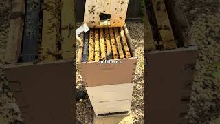How Often to Inspect Your Hive?