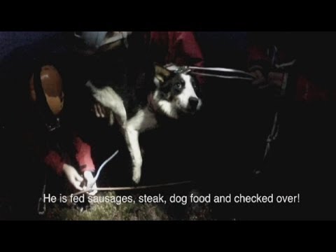 วีดีโอ: Pet Scoop: Pup ที่บันทึกไว้จากรถไฟดับเพลิงในฐานะ Arson Dog, Video Show Dog Dramatic Rescue