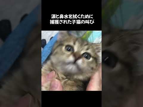 【猫動画】鼻水と涙が同時に出た子猫ｗｗｗ #shorts