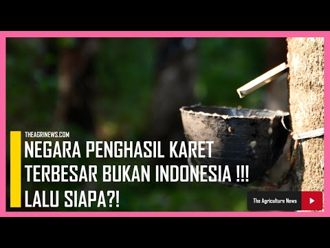 Video: Apakah ada pohon karet di afrika?