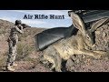 Rabbit Hunting with an Air Rifle - No License Needed!