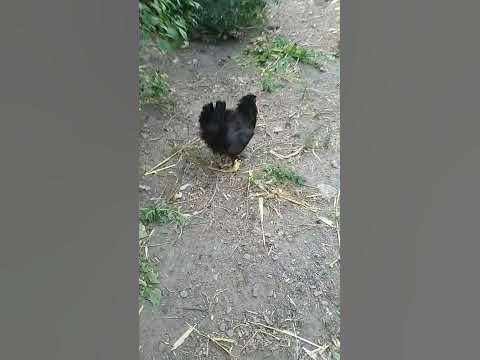 Квочка - курка, яка висиділа курчат. - YouTube