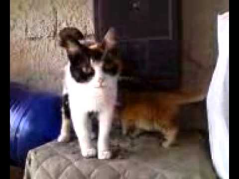 Video: Starnuti, Starnuti Inversi E Bavaglio Nei Gatti Cat