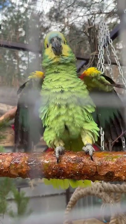Синелобый амазон принимает ванну 😀 #amazon #bird #amazonparrot # ...