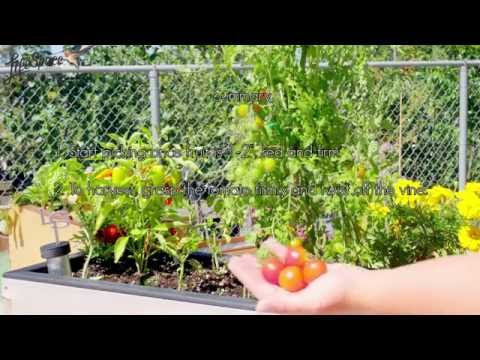 How to Harvest Cherry Tomatoes