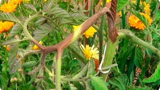 Hongos En El Tomate Como Combatir El Mildiu || La Huertina De Toni