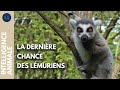 Comment assurer la survie des lémuriens ? | IA