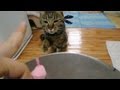 けしからん猫は辛抱たまらん!!　jumping cat is itching to play　!!