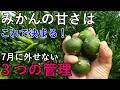 【有用菌栽培】みかんの甘さはこれで決まる！荒摘果で甘さを乗せる 摘果・夏芽・病害対策 夏肥の見極め方
