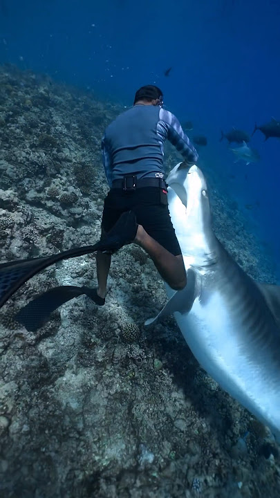 Tiger Shark Attacks Free Diver 😱 #shark #attack