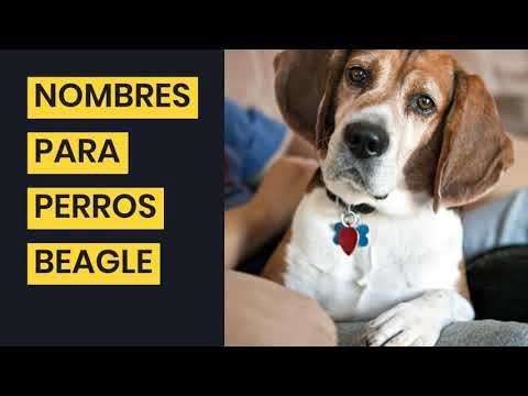 Video: Nombres de perros para sabuesos