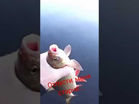 Язь говорит-отпусти меня,старче....)