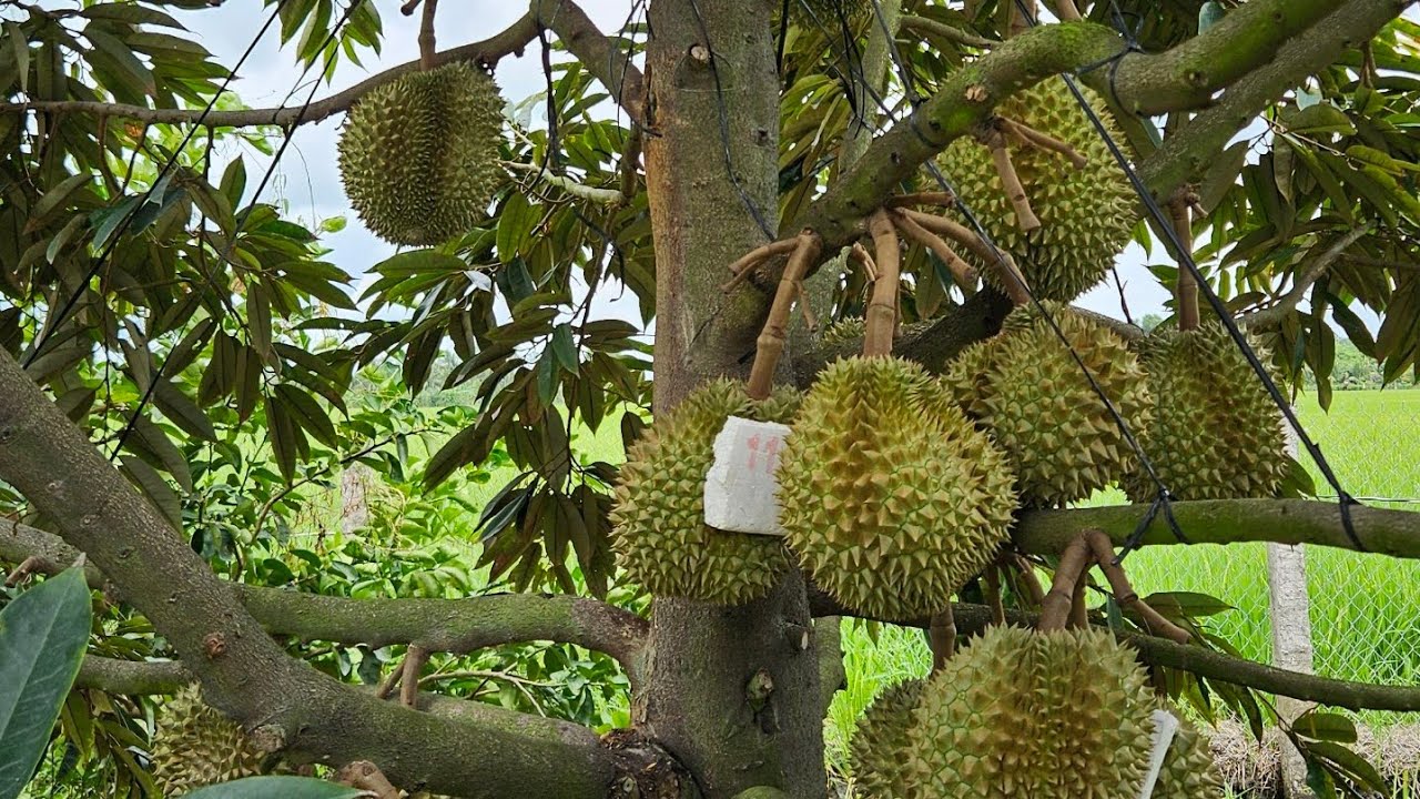 CÁCH THÚC LÊN CƠM VÀ LÊN MÀU MÚI CHO VƯỜN SẦU RIÊNG THÁI TRÁI 90 NGÀY TUỔI.