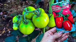 Это уникальный гибрид томатов за 200 рублей пакетик. Рассказываю свой опыт посадки и что выросло