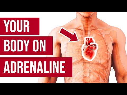 Video: Hva inaktiverer adrenalin når det er i blodet?