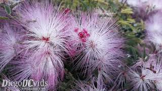 Pé de Calliandra brevipes (Fabaceae - Mimosoideae - Ingeae) by DiegoDCvids 319 views 2 years ago 1 minute, 40 seconds