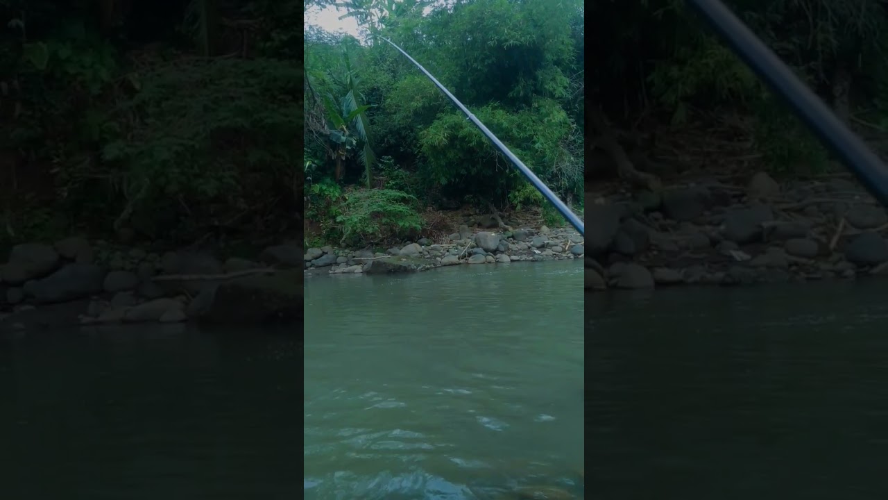 tess bendingan tegek threefish special di kalicomal   