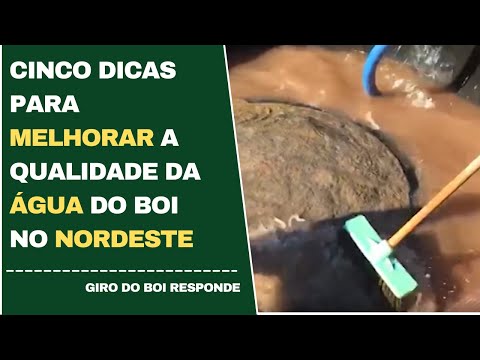 CINCO DICAS PARA MELHORAR A QUALIDADE DA ÁGUA DO BOI NO NORDESTE