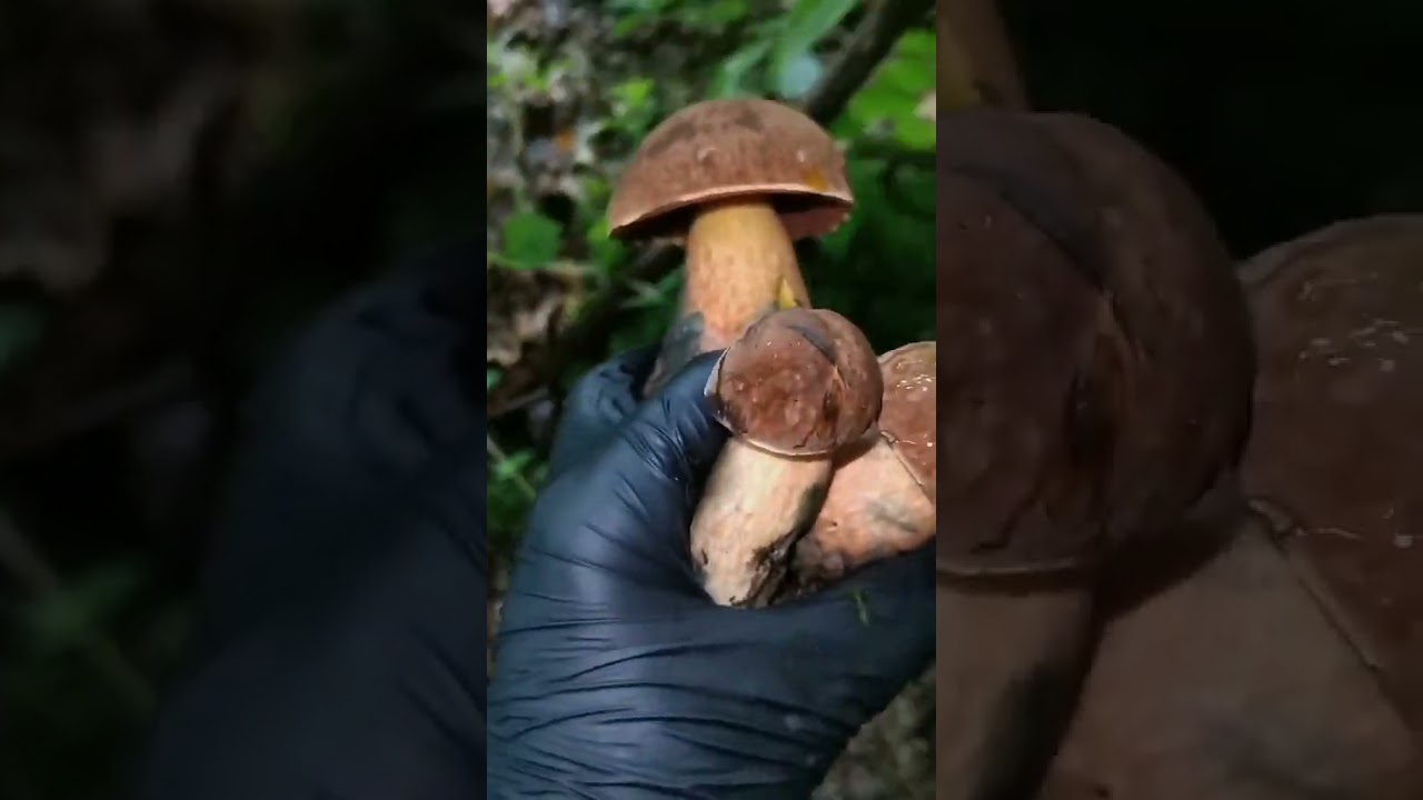 Боровик зернистоногий (Neoboletus luridiformis) 🍄🔥