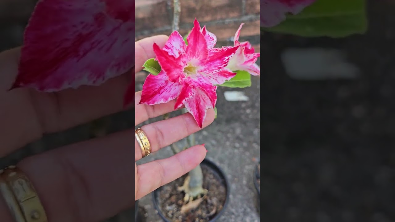 Rosa do deserto  Floridas para venda. Somente aqui na minha cidade  Colinas do Sul _ GO.