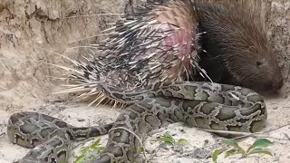 Celebrity PHYTHON  Immediately Regretted Having Eaten the Porcupine -TOWER RAYS Profile
