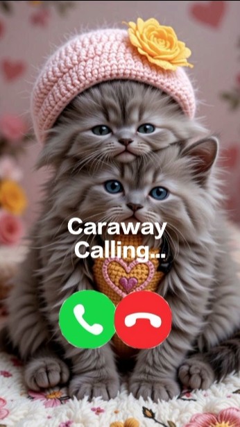 Caraway calling 🤙🏻✨ #ringtone #calling #cat #foryou #cutecat #youtube #youtubeshorts #trending #best
