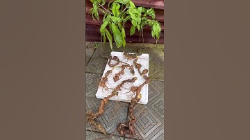 #sâm_ngọc_linh_rừng sâm ngọc linh, #sâm Lai Châu 9 củ/1165gam sâm rừng tự nhiên già đẹp chất sâm