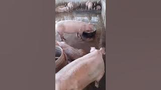 yokbe Videos #187