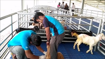 LAX2012 UPM VIMAG VIDEO (G123)