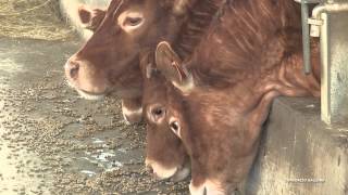 Azienda Agricola Marco Asara - Consorzio Gallura