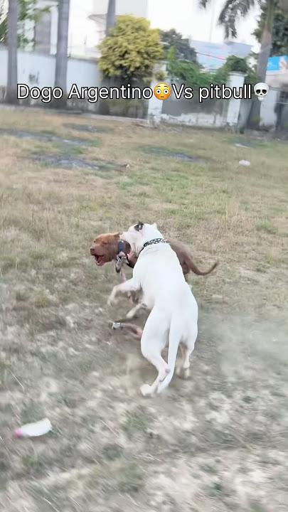 Pitbull vs Dogo Argentino💀aggressive pitbull ko pel diya😳#pitbull#dogoargentino#viral#shorts