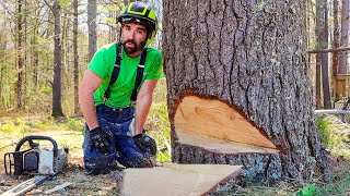 STEP-BY-STEP GUIDE TO CUTTING LARGE TREES by Top Branch 69,615 views 1 year ago 11 minutes, 51 seconds