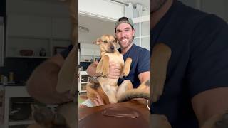 Rescue Puppy Whines Until Hes Picked Up And Cuddles