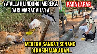 Feeding Hungry Stray Cats..‼️