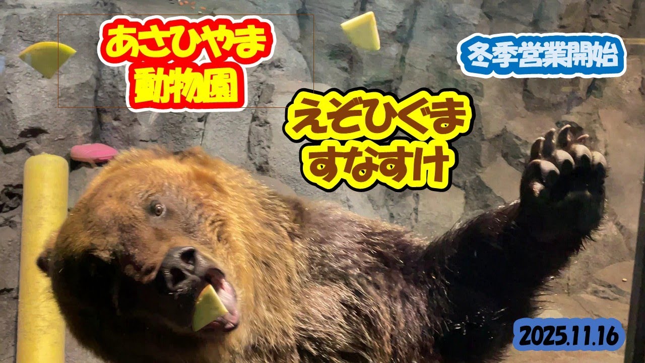 あさひやま動物園　えぞひぐまのすなすけ　2025.11.16