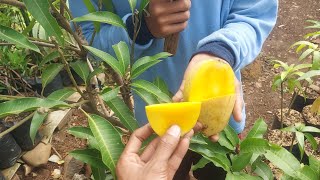 mangga cukanan berbuah dalam pot dengan teknik yang mudah