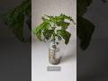 Easy perilla Cultivation with plastic bottle／ペットボトルで簡単なしそ栽培 1日目〜57日目