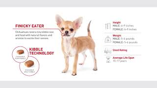 The Chihuahua: Tiny Package, Big Personality
