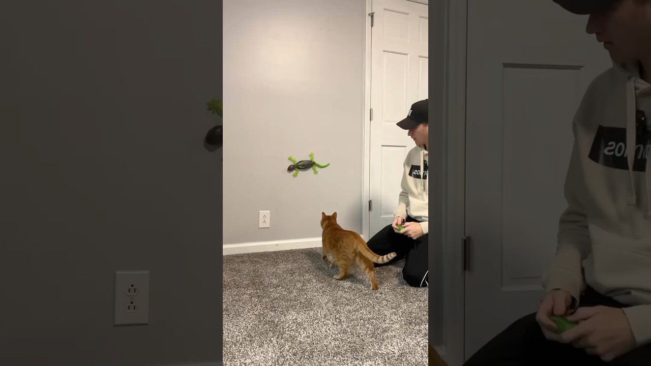 WALL CLIMBING CAT TOY 🤯
