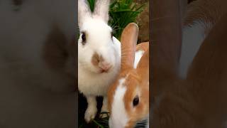 Fluffy got that hop-hop beat 🐰🎶  #rabbit #bunny #cute #pets