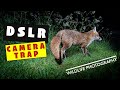 Wildlife Photography - DSLR Camera Trap - Field Testing in my Garden.!
