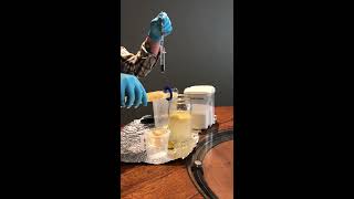 Fermentation of banana mash - Day 0