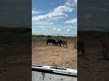 When the young bull meets the older bull