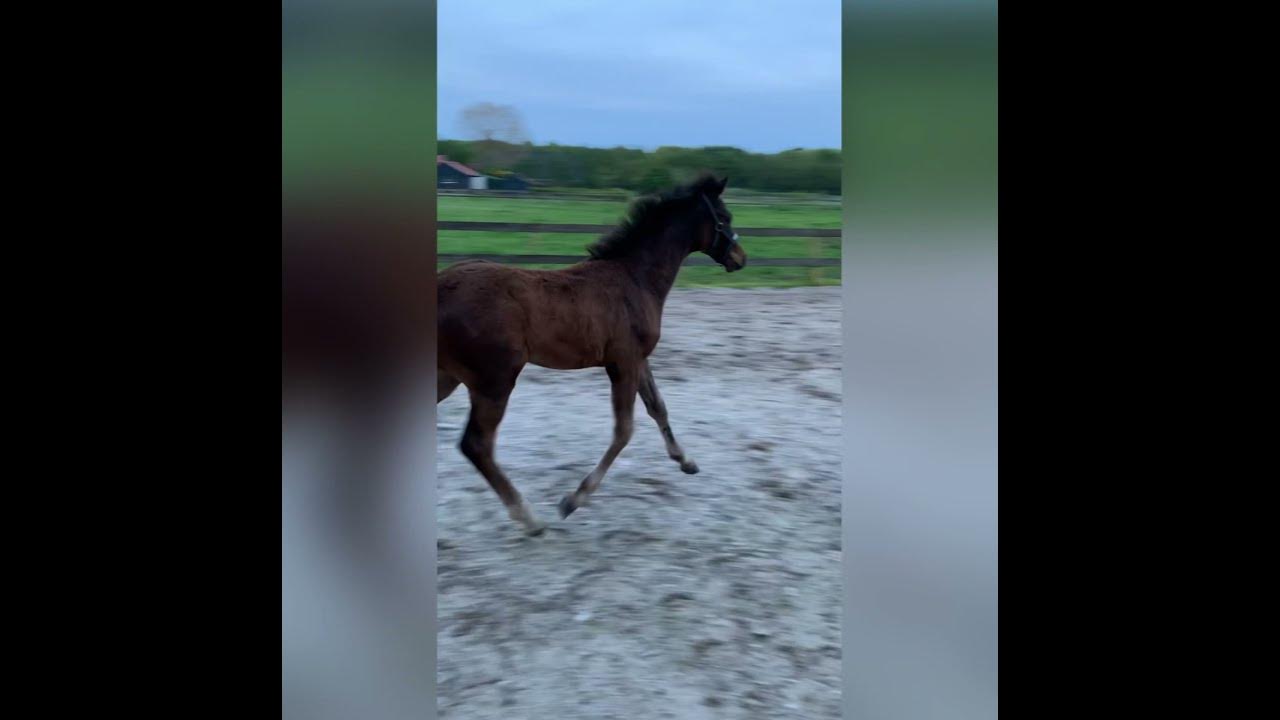 Hardrock Z hengst veulen YouTube