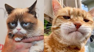 😼 Funny cats compilation, try not to laugh 😂 Cute cat videos
