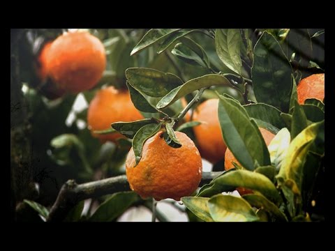 ეთნოფორი • etnopori (გადაცემა მეშვიდე) 17.12.2014წ.