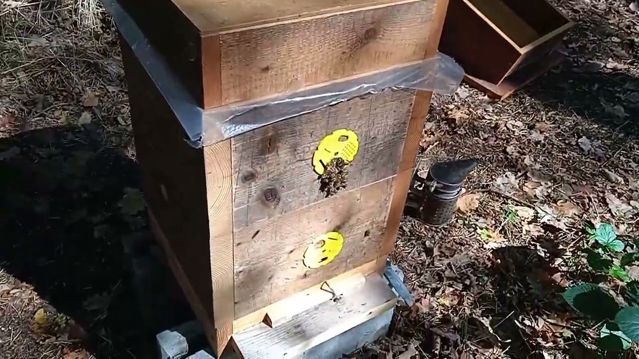 Ještě poslední dokrmení mladého warré včelstva těstem
