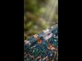 Moth Wing Powder Lift
