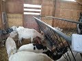 Tips for Goat Feeding Success